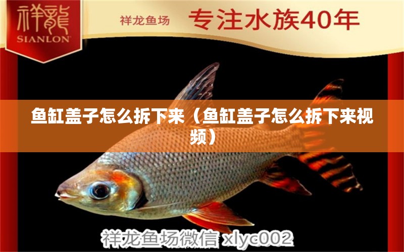 魚缸蓋子怎么拆下來（魚缸蓋子怎么拆下來視頻） 印尼紅龍魚