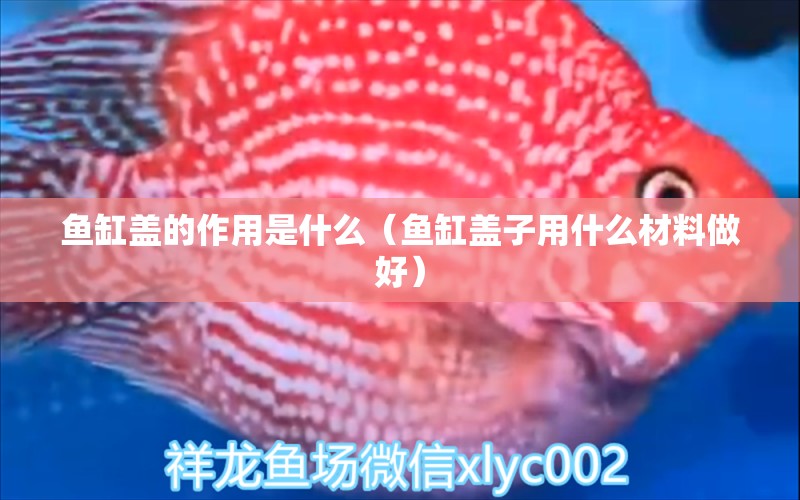 魚(yú)缸蓋的作用是什么（魚(yú)缸蓋子用什么材料做好） 廣州觀賞魚(yú)批發(fā)市場(chǎng)