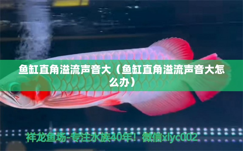 魚(yú)缸直角溢流聲音大（魚(yú)缸直角溢流聲音大怎么辦） 祥龍水族醫(yī)院