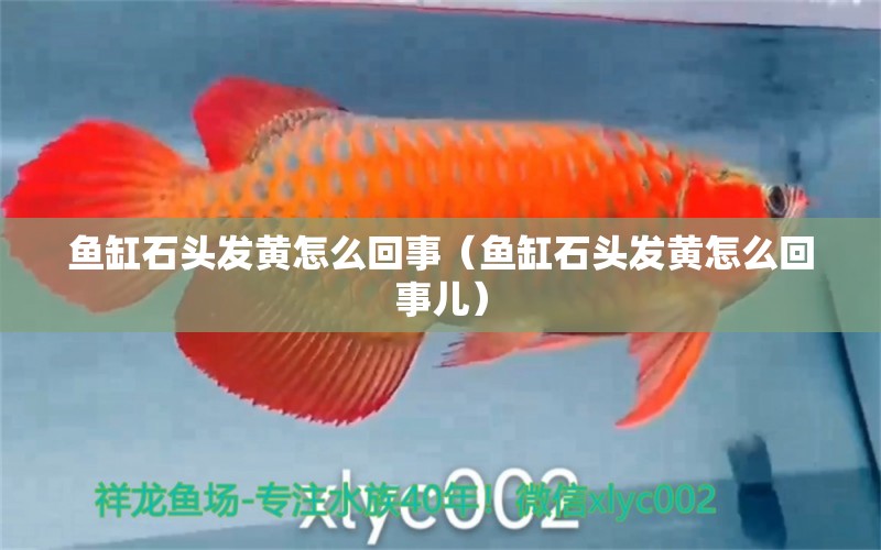 魚缸石頭發(fā)黃怎么回事（魚缸石頭發(fā)黃怎么回事兒）