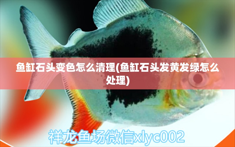 魚缸石頭變色怎么清理(魚缸石頭發(fā)黃發(fā)綠怎么處理) 稀有金龍魚 第1張