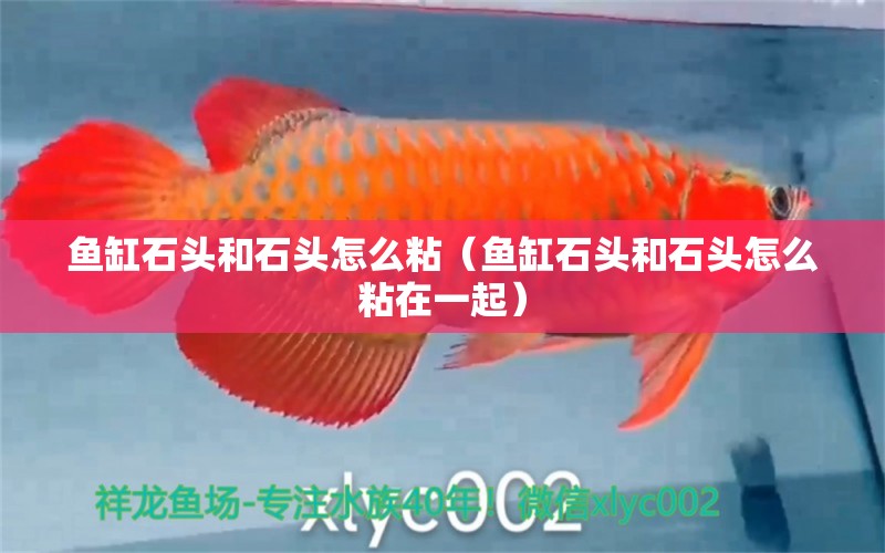 魚缸石頭和石頭怎么粘（魚缸石頭和石頭怎么粘在一起） 觀賞魚市場(chǎng)（混養(yǎng)魚）