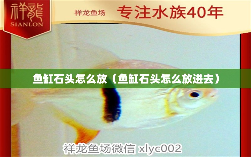 魚缸石頭怎么放（魚缸石頭怎么放進(jìn)去）