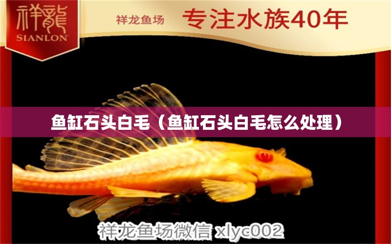 魚缸石頭白毛（魚缸石頭白毛怎么處理）