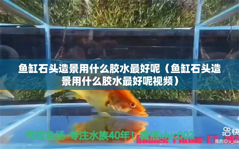 魚缸石頭造景用什么膠水最好呢（魚缸石頭造景用什么膠水最好呢視頻）