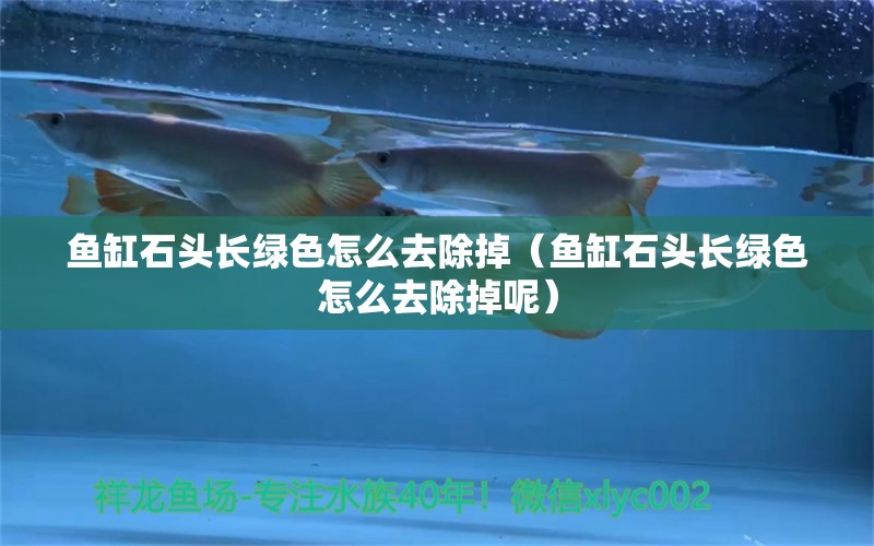 魚缸石頭長綠色怎么去除掉（魚缸石頭長綠色怎么去除掉呢）