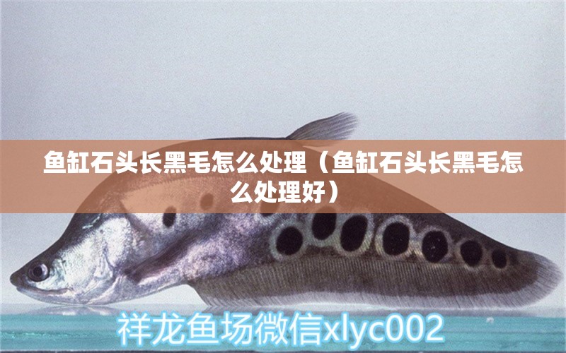 魚缸石頭長(zhǎng)黑毛怎么處理（魚缸石頭長(zhǎng)黑毛怎么處理好） 祥龍水族醫(yī)院