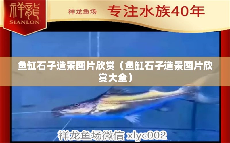 魚缸石子造景圖片欣賞（魚缸石子造景圖片欣賞大全）