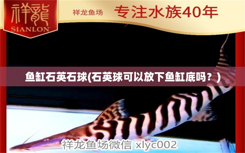 魚缸石英石球(石英球可以放下魚缸底嗎？) 黃金貓魚