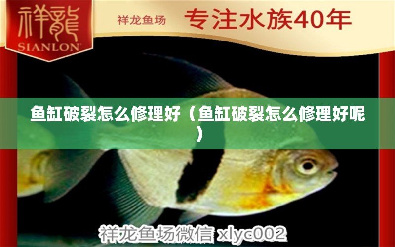 魚缸破裂怎么修理好（魚缸破裂怎么修理好呢）