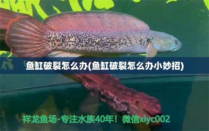 魚缸破裂怎么辦(魚缸破裂怎么辦小妙招) 巴卡雷龍魚