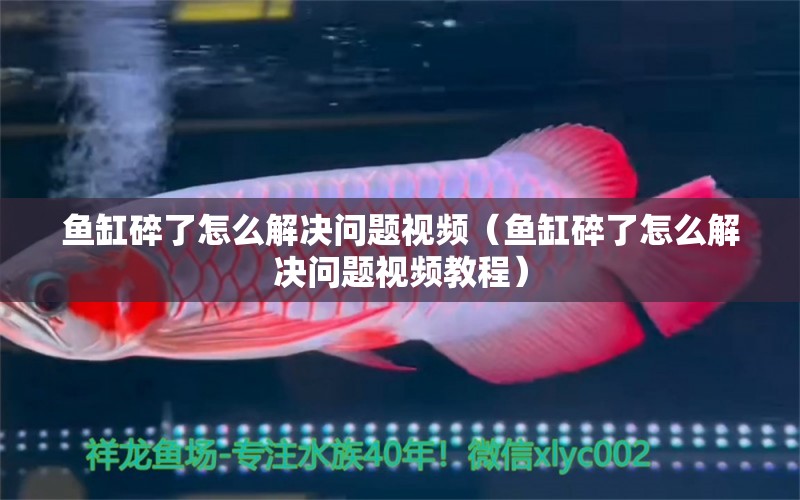 魚(yú)缸碎了怎么解決問(wèn)題視頻（魚(yú)缸碎了怎么解決問(wèn)題視頻教程）