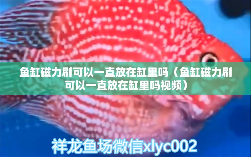 魚(yú)缸磁力刷可以一直放在缸里嗎（魚(yú)缸磁力刷可以一直放在缸里嗎視頻）