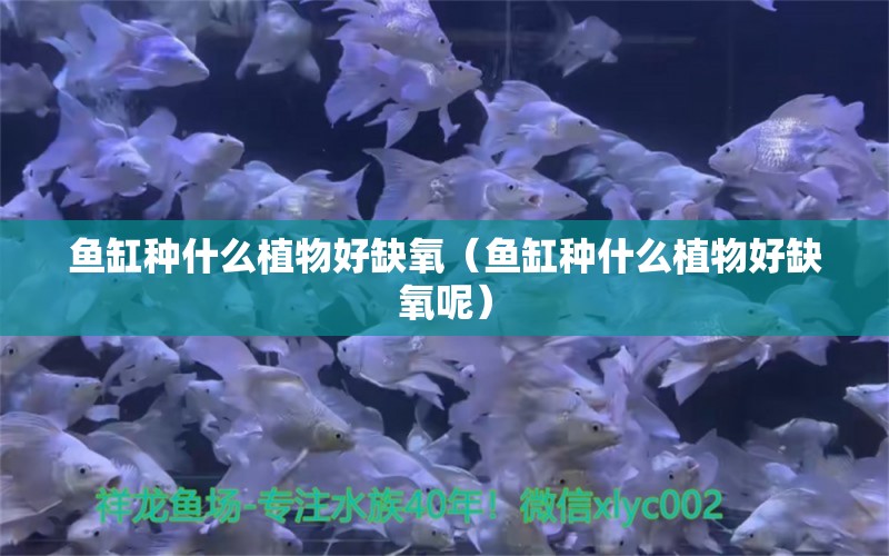 魚缸種什么植物好缺氧（魚缸種什么植物好缺氧呢） 黑白雙星