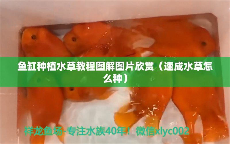 魚缸種植水草教程圖解圖片欣賞（速成水草怎么種）