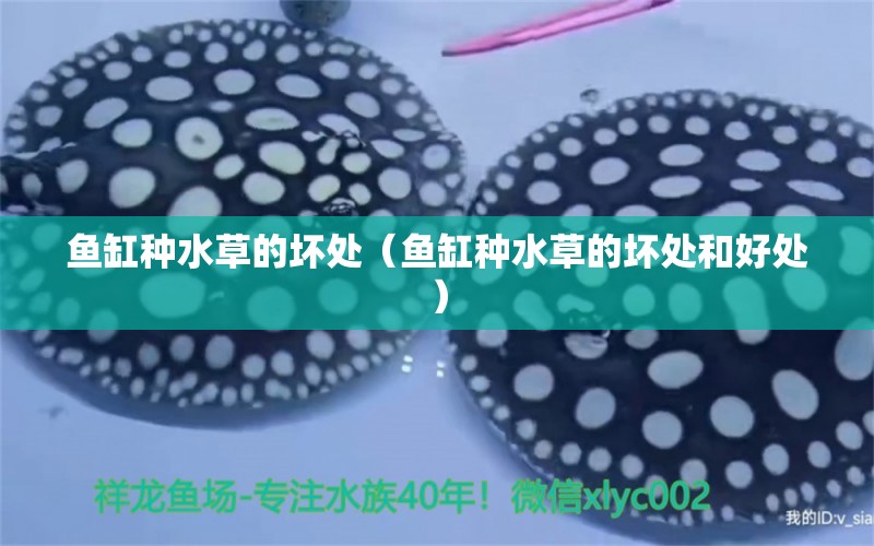 魚(yú)缸種水草的壞處（魚(yú)缸種水草的壞處和好處） 黃金達(dá)摩魚(yú)