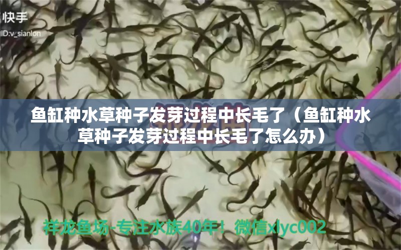 魚(yú)缸種水草種子發(fā)芽過(guò)程中長(zhǎng)毛了（魚(yú)缸種水草種子發(fā)芽過(guò)程中長(zhǎng)毛了怎么辦） 水草