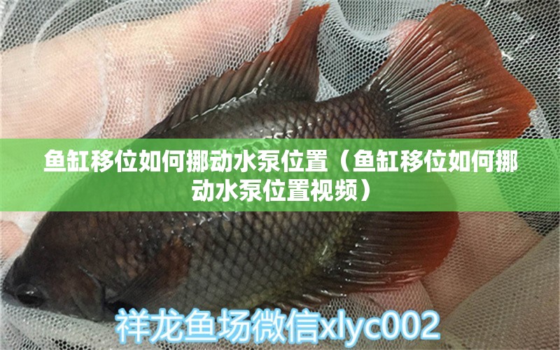 魚缸移位如何挪動水泵位置（魚缸移位如何挪動水泵位置視頻） 其他品牌魚缸