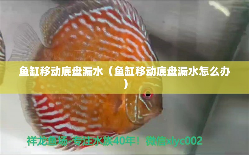 魚缸移動底盤漏水（魚缸移動底盤漏水怎么辦）