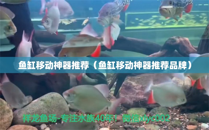 魚缸移動神器推薦（魚缸移動神器推薦品牌）