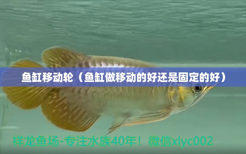 魚缸移動輪（魚缸做移動的好還是固定的好）