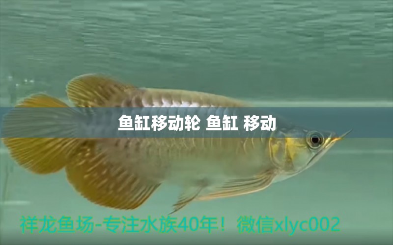 魚缸移動輪 魚缸 移動 溫控設(shè)備 第1張