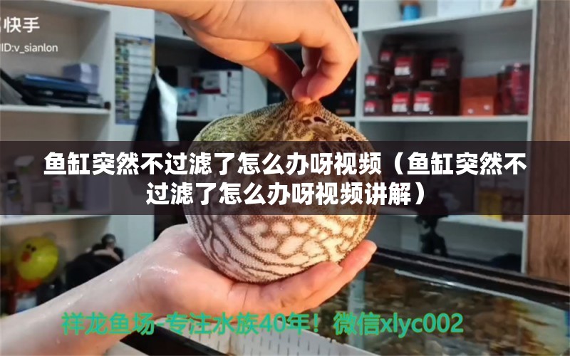 魚缸突然不過濾了怎么辦呀視頻（魚缸突然不過濾了怎么辦呀視頻講解）