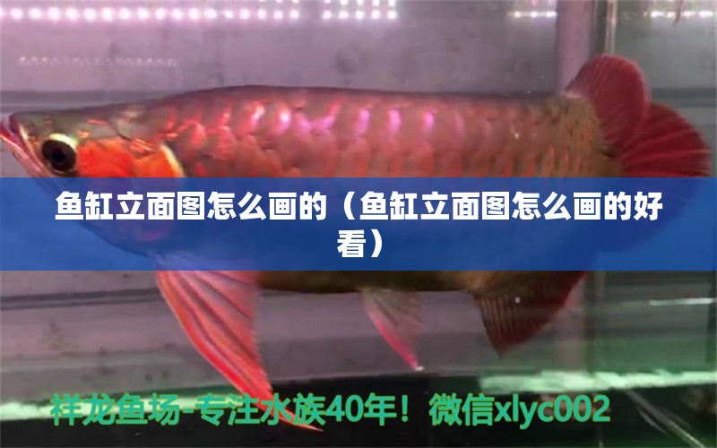 魚缸立面圖怎么畫的（魚缸立面圖怎么畫的好看）