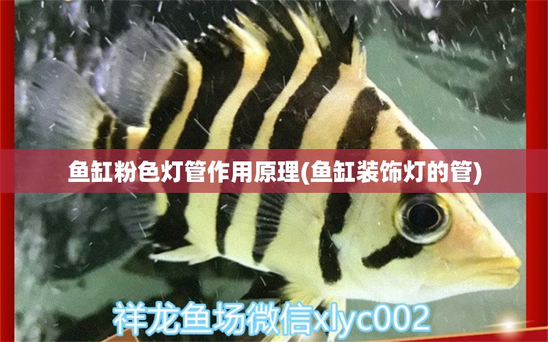 魚(yú)缸粉色燈管作用原理(魚(yú)缸裝飾燈的管) 杰西卡恐龍魚(yú) 第1張