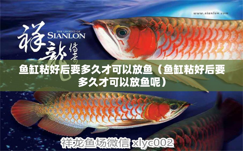 魚缸粘好后要多久才可以放魚（魚缸粘好后要多久才可以放魚呢） 其他品牌魚缸