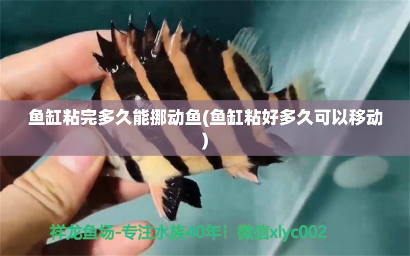 魚缸粘完多久能挪動(dòng)魚(魚缸粘好多久可以移動(dòng)) 斑馬鴨嘴魚