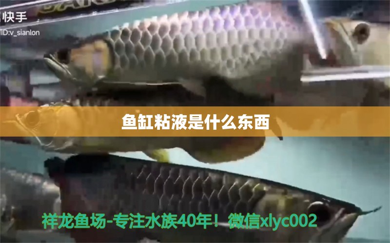 魚缸粘液是什么東西 祥龍魚場