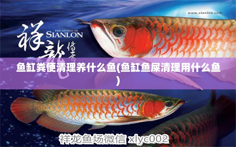 魚缸糞便清理養(yǎng)什么魚(魚缸魚屎清理用什么魚) 龍魚芯片掃碼器