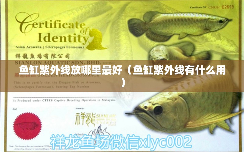 魚缸紫外線放哪里最好（魚缸紫外線有什么用）