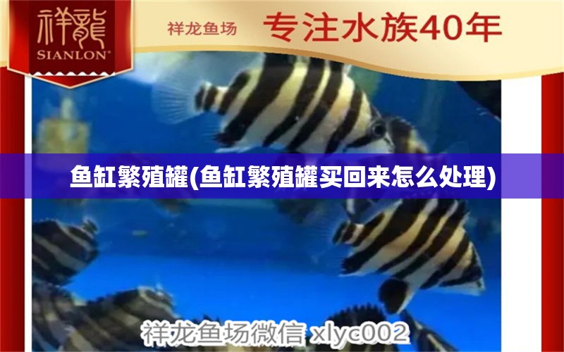 魚缸繁殖罐(魚缸繁殖罐買回來怎么處理) 網(wǎng)上購買觀賞魚