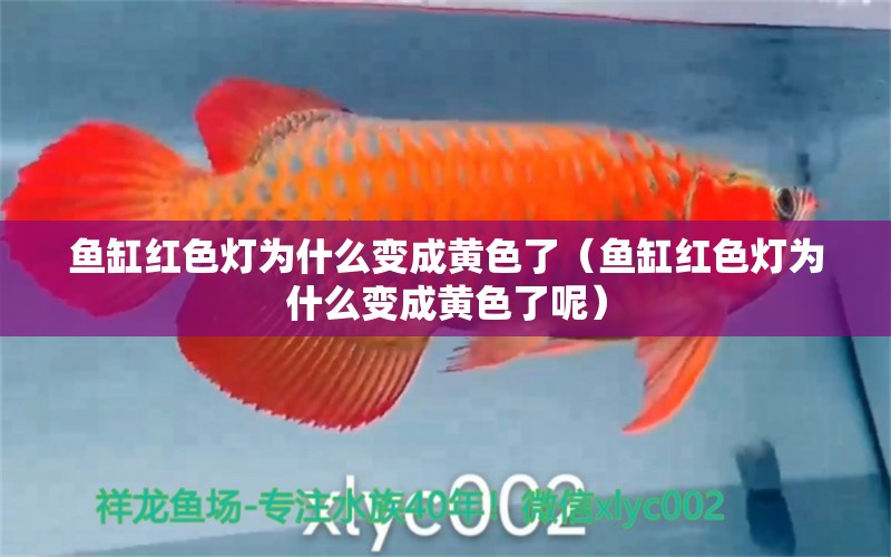 魚缸紅色燈為什么變成黃色了（魚缸紅色燈為什么變成黃色了呢）