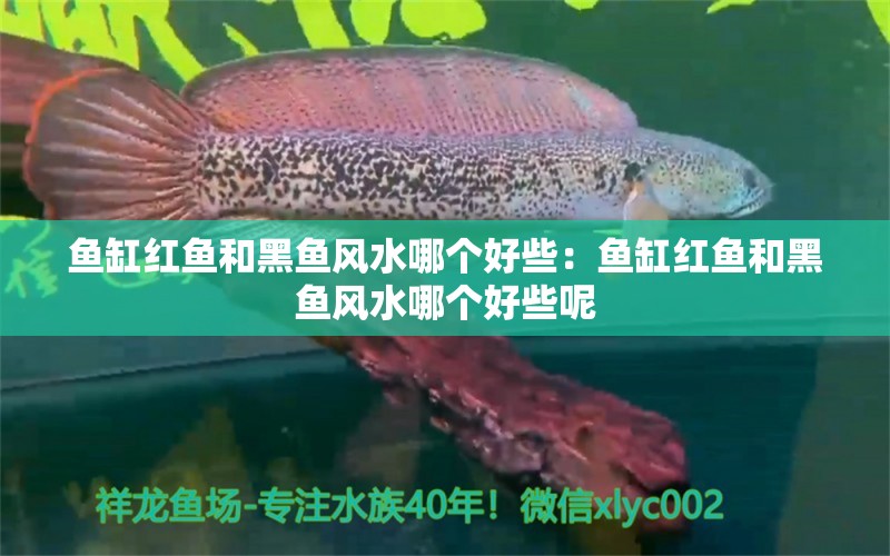 魚缸紅魚和黑魚風(fēng)水哪個(gè)好些：魚缸紅魚和黑魚風(fēng)水哪個(gè)好些呢