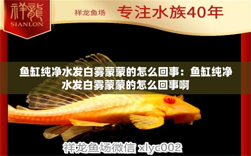 魚缸純凈水發(fā)白霧蒙蒙的怎么回事：魚缸純凈水發(fā)白霧蒙蒙的怎么回事啊