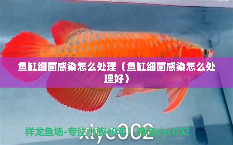 魚缸細(xì)菌感染怎么處理（魚缸細(xì)菌感染怎么處理好）