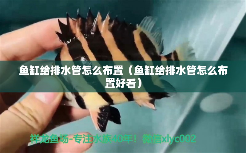 魚缸給排水管怎么布置（魚缸給排水管怎么布置好看）