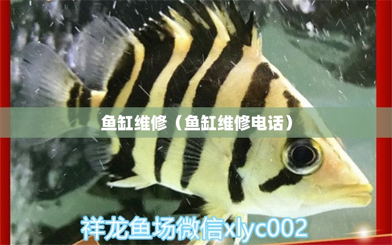 魚缸維修（魚缸維修電話）