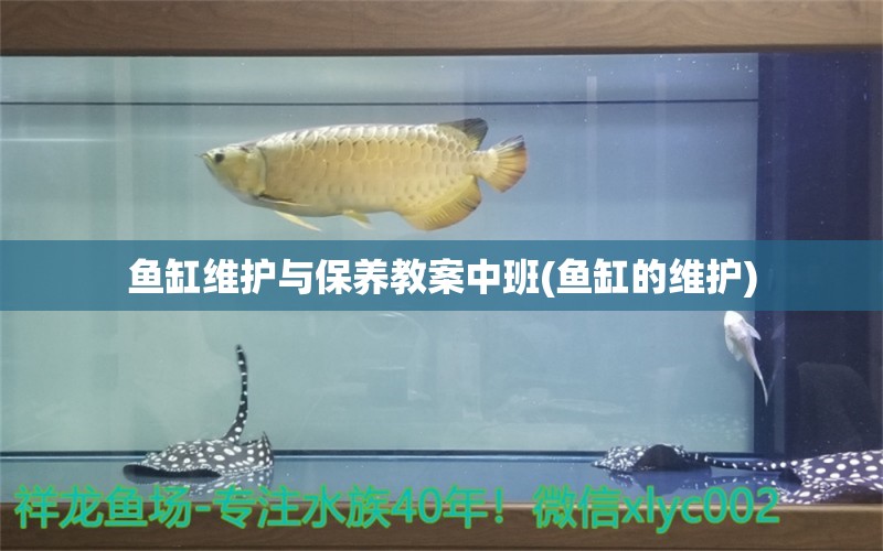 魚缸維護與保養(yǎng)教案中班(魚缸的維護) 粗線銀版魚苗