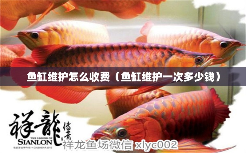 魚缸維護(hù)怎么收費(fèi)（魚缸維護(hù)一次多少錢） 廣州龍魚批發(fā)市場