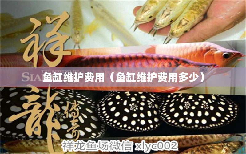 魚缸維護(hù)費(fèi)用（魚缸維護(hù)費(fèi)用多少）