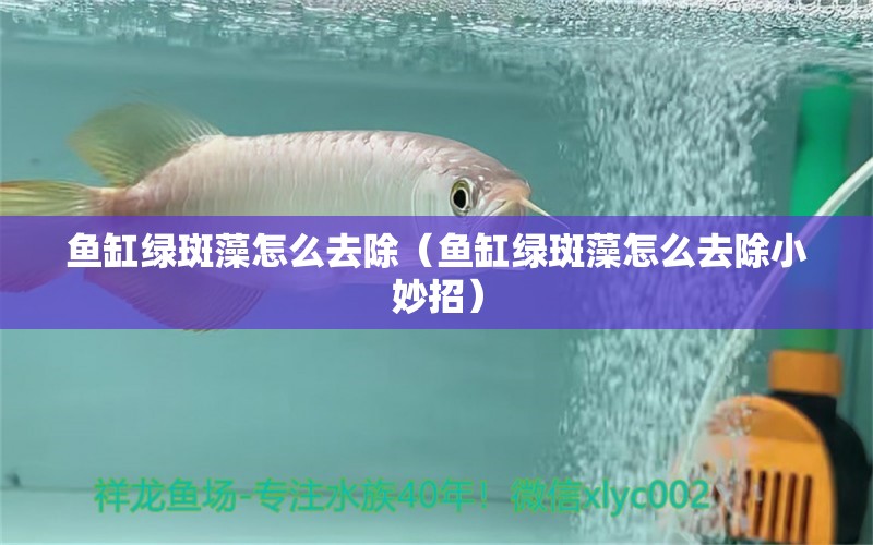 魚缸綠斑藻怎么去除（魚缸綠斑藻怎么去除小妙招）