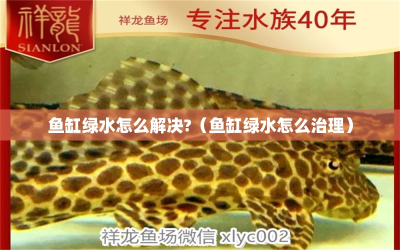 魚(yú)缸綠水怎么解決?（魚(yú)缸綠水怎么治理）