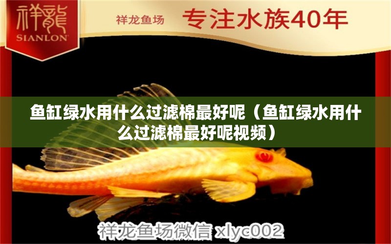 魚缸綠水用什么過濾棉最好呢（魚缸綠水用什么過濾棉最好呢視頻）