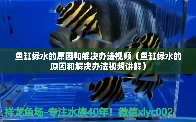 魚(yú)缸綠水的原因和解決辦法視頻（魚(yú)缸綠水的原因和解決辦法視頻講解）