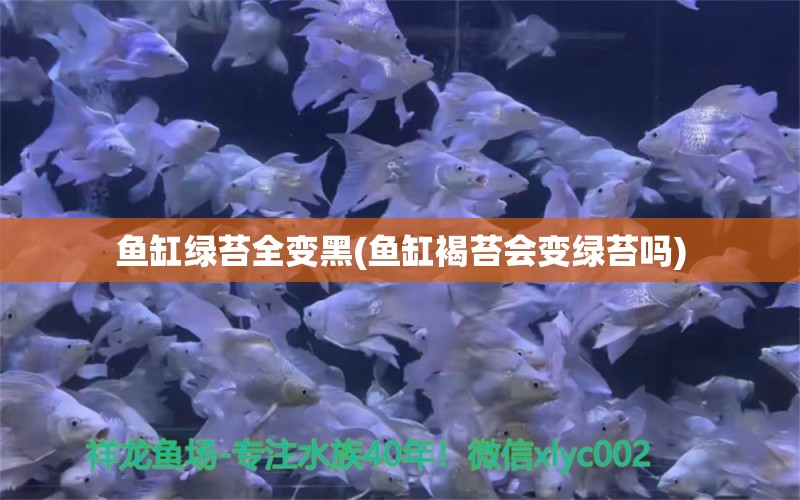 魚缸綠苔全變黑(魚缸褐苔會變綠苔嗎) 生態(tài)瓶/創(chuàng)意缸/桌面微景缸 第1張