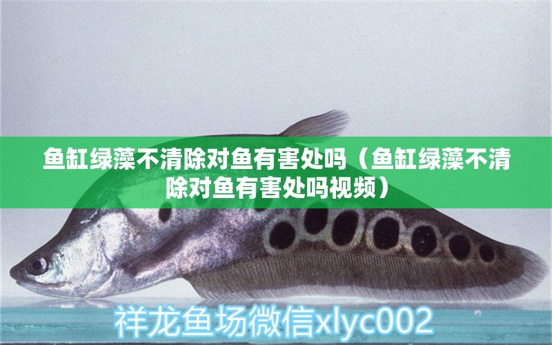 魚缸綠藻不清除對(duì)魚有害處嗎（魚缸綠藻不清除對(duì)魚有害處嗎視頻）